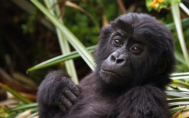 Parc national de Kahuzi-Biega