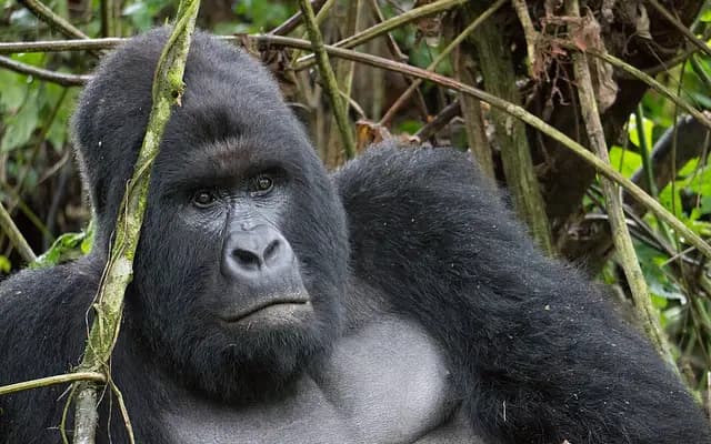 Parc national des Virunga