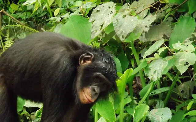 Lola ya Bonobo